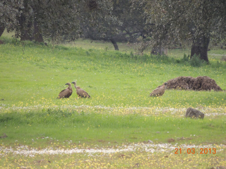 Fauna Fuente del Arco