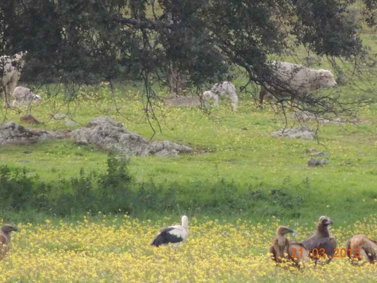 Fauna Fuente del Arco