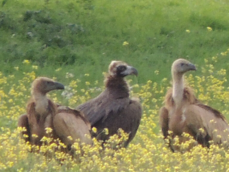 Fauna Fuente del Arco