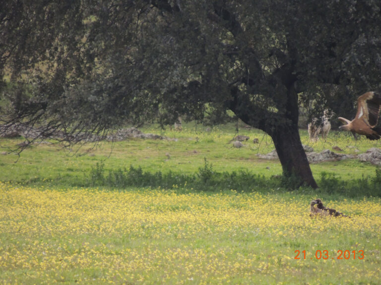 Fauna Fuente del Arco