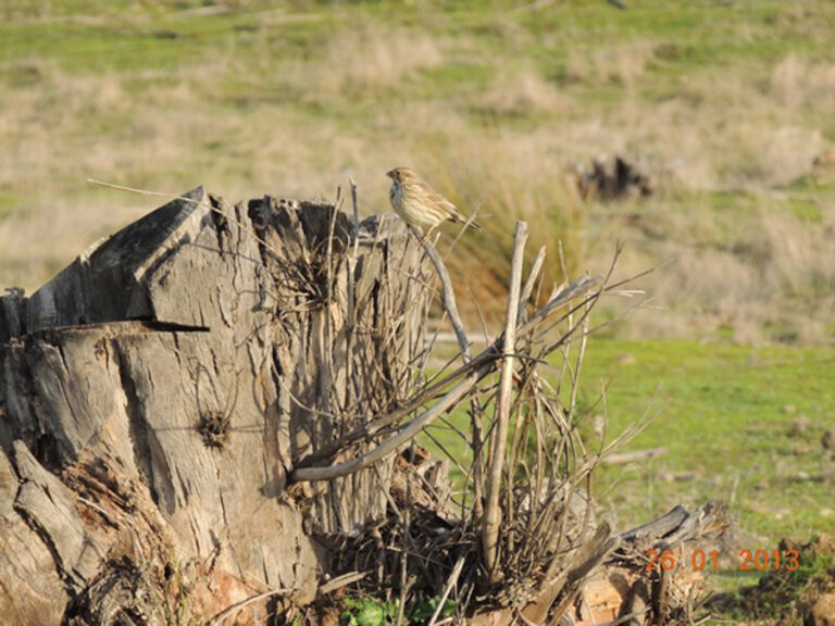 Fauna Fuente del Arco