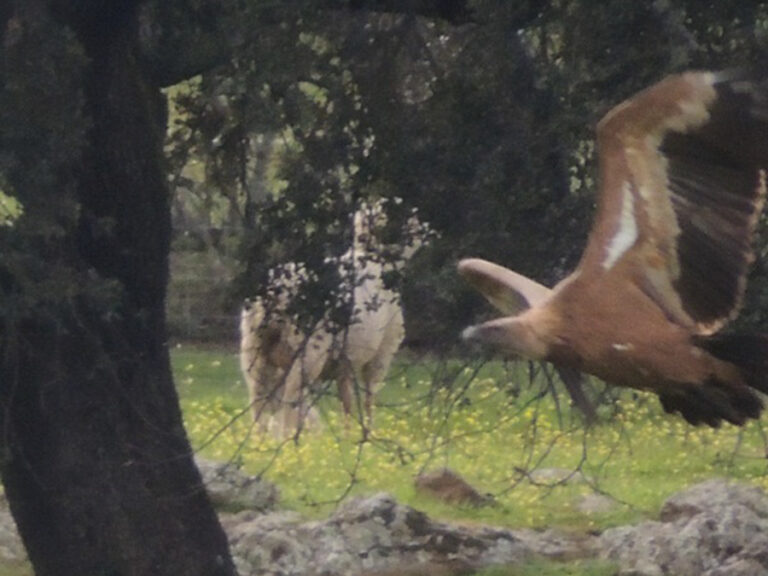 Fauna Fuente del Arco